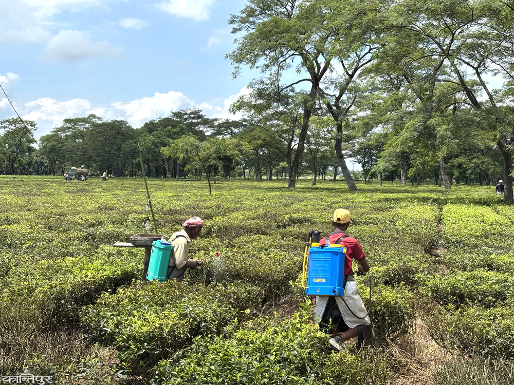 Green tea leaves harvested from a plantation in Nepal.
