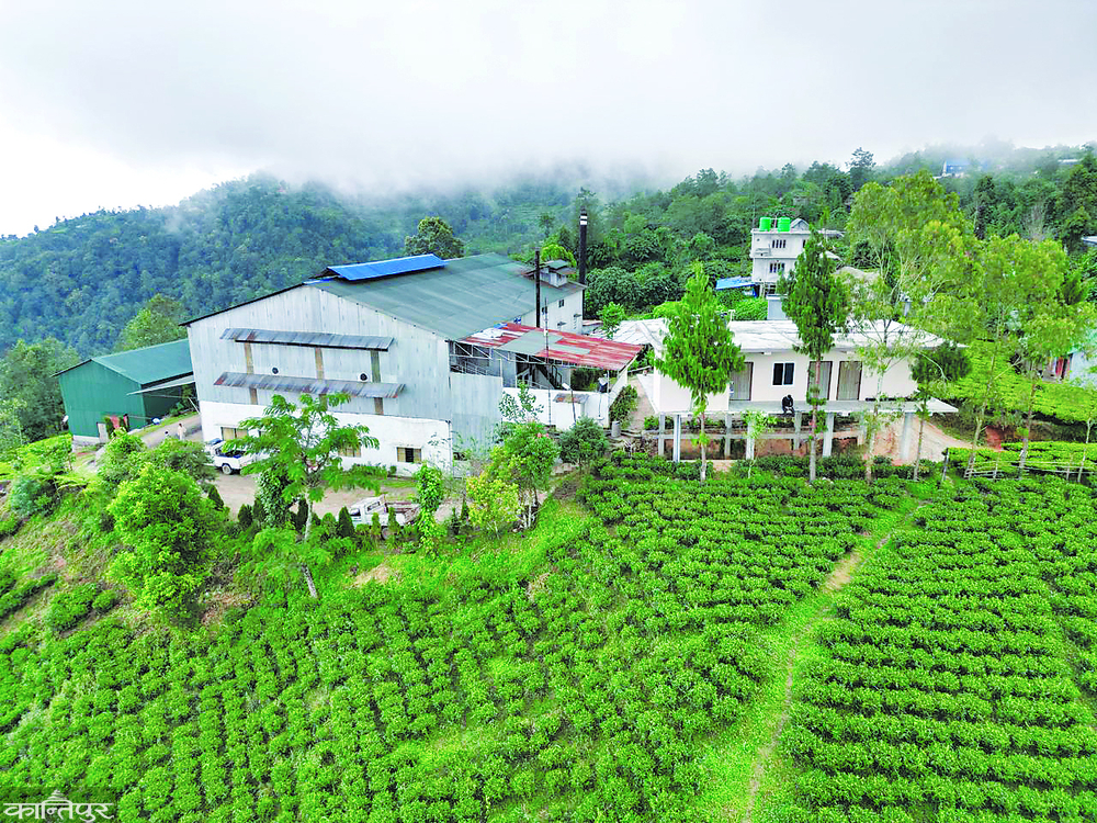 Tea leaves being prepared for export from Nepal