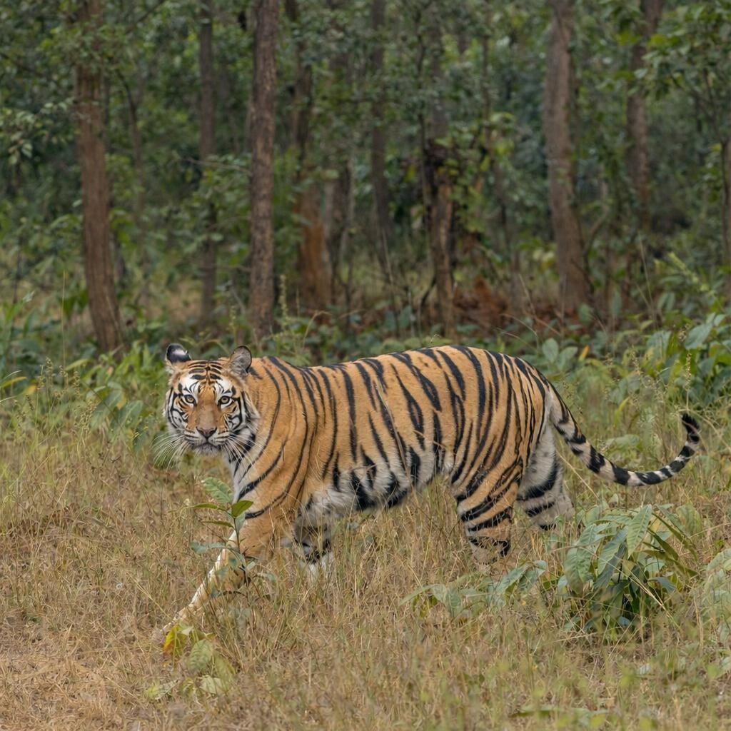 Tiger in a sanctuary within Chitwan National Park in Nepal.