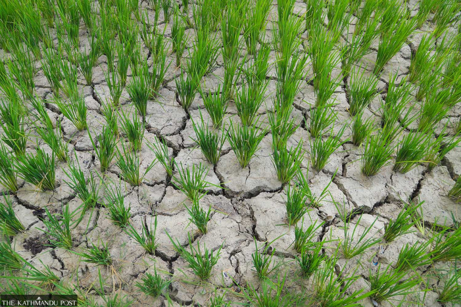 Nepal Rice Transplantation Drops to 25% Amid Drought and Shortages