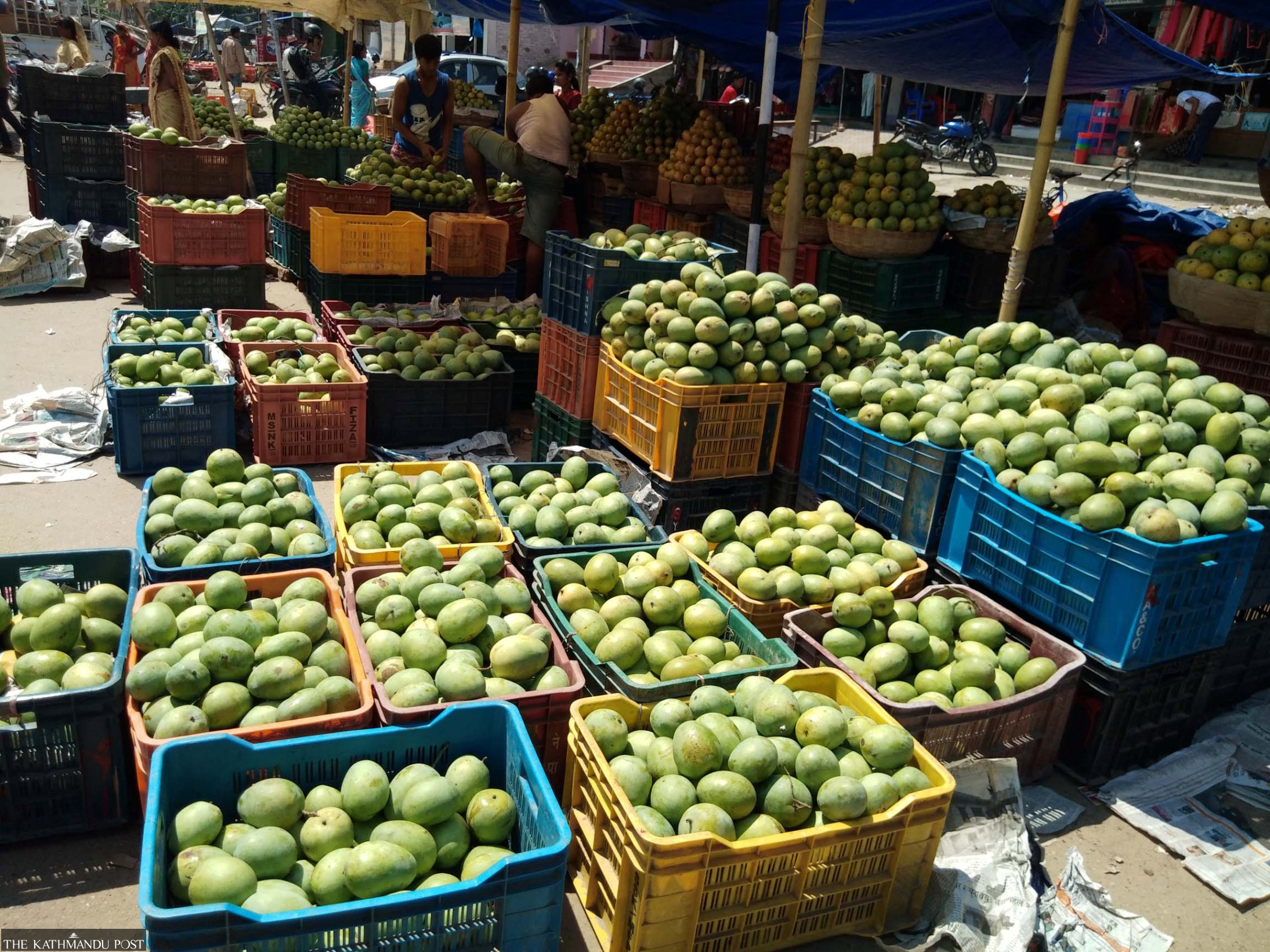 Maldaha Mango Prices Double in Madhesh Amid Low Production